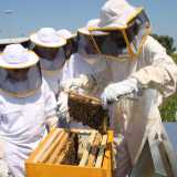 Le api pungono solo se qualcuno mette in pericolo la loro �casa�. Tutti gli apicoltori si proteggono con delle tute, anche se il segreto � riuscire a ingraziarsi gli animali, imparando a vivere in simbiosi con loro e adeguando i propri ritmi e movimenti a quelli degli insetti